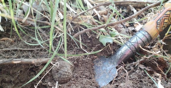 Gažon - Istrien: Trüffeljagd in Slowenien