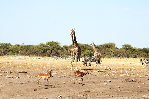 Windhoek: 3-Day Guided Safari in Etosha with Lodge