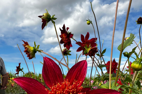 Bollenstreek: Dahlia&#039;s Fietstocht