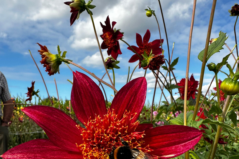 Bollenstreek: Dahlia&#039;s Fietstocht