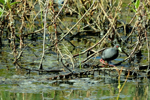 From Nairobi: Ondiri Wetland Guided Walking Tour