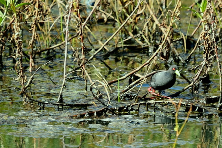 From Nairobi: Ondiri Wetland Guided Walking Tour