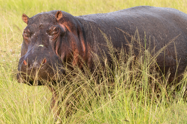 3-tägige Safari: Das Beste der Masai Mara in Kenia3-tägige Safari zu den Highlights der Masai Mara in Kenia
