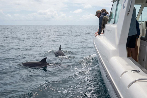 Abu Dhabi: Dolphin Boat Tour with Swim, Lunch, and Transfer