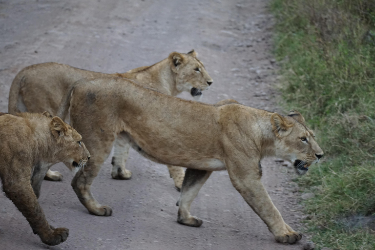 Arusha: 3-Day Safari to Tarangire, Ngorongoro, and Manyara