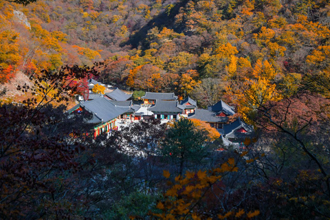 Seúl: Parque Nacional Naejangsan, tour de un día para ver el follaje otoñalVisita compartida a Naejangsan, encuentro en la estación de Myeongdong