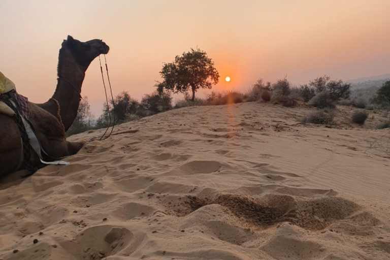 Safari à dos de chameau à Jodhpur et nuit dans le désert