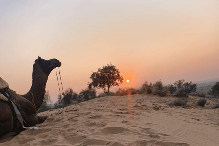 Safari na wielbłądach w Jodhpur i nocleg na pustyni