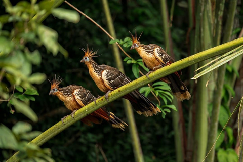Puerto Maldonado: Tambopata River Sunset & Wildlife Safari