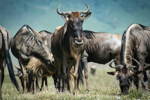 Arusha: Safari di 6 giorni nel Serengeti con visita al villaggio MasaiArusha: safari di 6 giorni nel Serengeti con visita al villaggio Masai