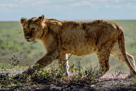 Sansibar: 4-tägige Safari-Reise zum atemberaubenden NatronseeAtemberaubende Lake Natron Safari Reise - Komfortable Unterkunft