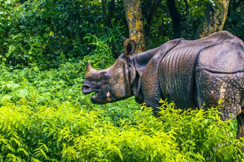 3 nuits d&#039;aventure à Chitwan avec 1 nuit dans une tour de la jungle