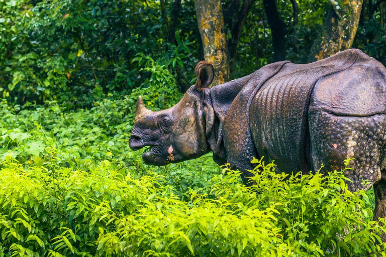 3 nuits d&#039;aventure à Chitwan avec 1 nuit dans une tour de la jungle