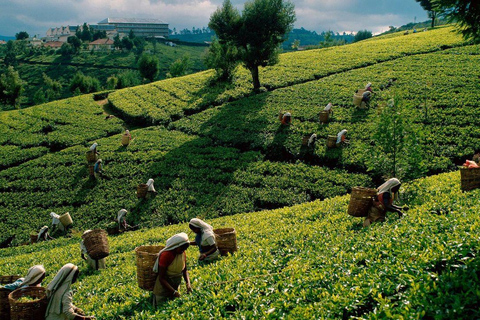 Sri Lanka : Circuit de 6 jours à Kandy, Nuwara Eliya, Bentota et Colombo