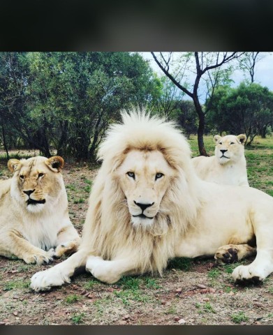 Visit Pretoria Lion and Cheetah Sanctuary Game Drive in Pretoria
