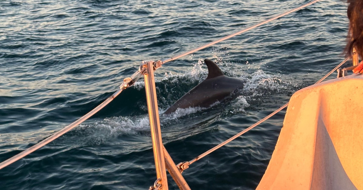 Epic Dolphin Boat Ride | GetYourGuide