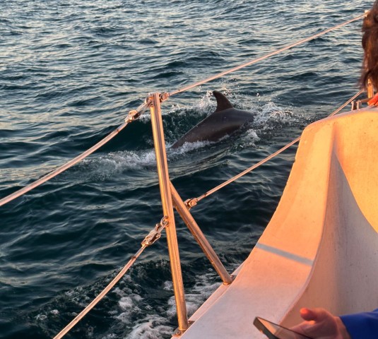 Visit Dolphin Sighting Sunset Tour in Malibu