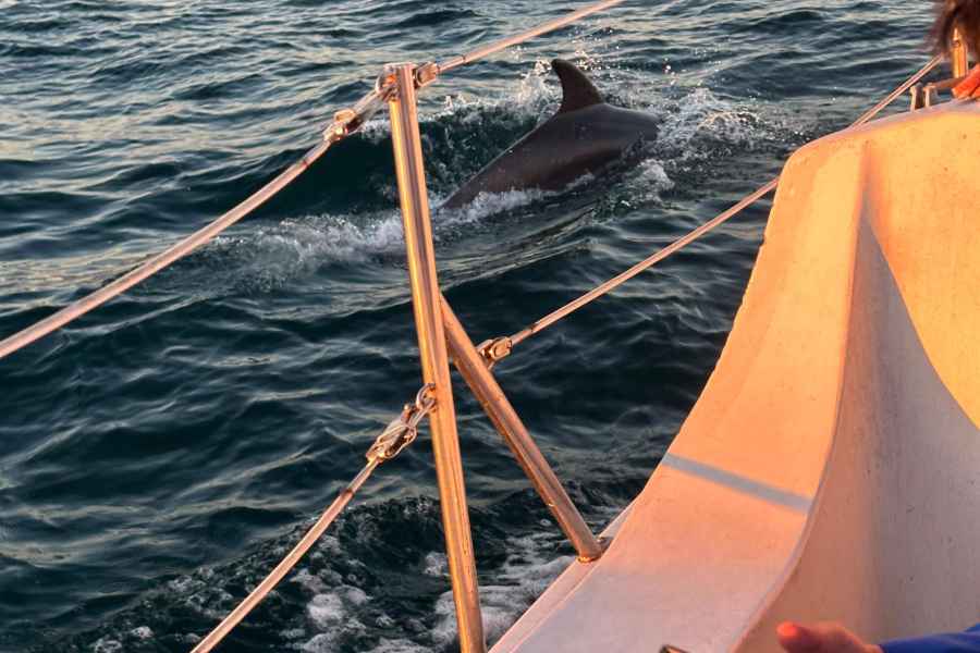 Delfin Sichtung bei Sonnenuntergang Tour. Foto: GetYourGuide