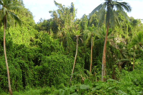 maui tour por la autopista a hāna en grupo reducido