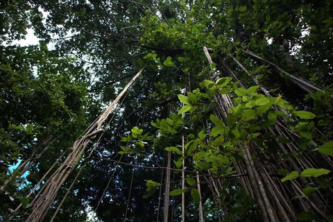 St. Vincent: Rainforest & Beach Guided Tour with Pickup