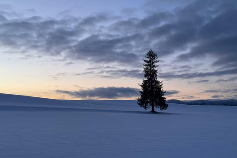 Asahiyama Zoo, Biei, and Ningle Terrace Night View Tour