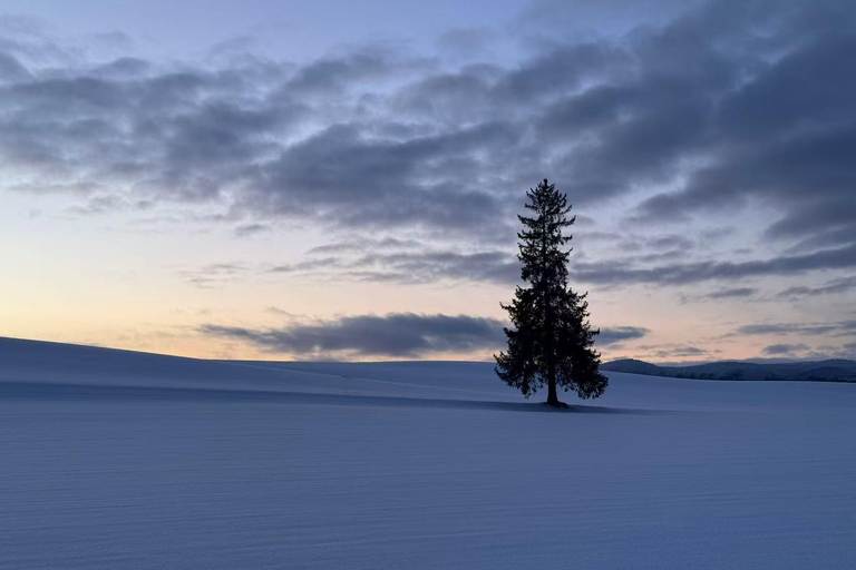 Asahiyama Zoo, Biei, and Ningle Terrace Night View Tour