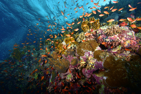 Sharm el-Sheikh: Ras Mohammed & White Island Dive & Snorkel Option 2: Certified Divers - Including Equipment