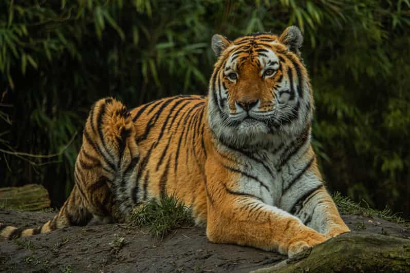 Eindhoven: Dierenrijk Zoo Entry Ticket