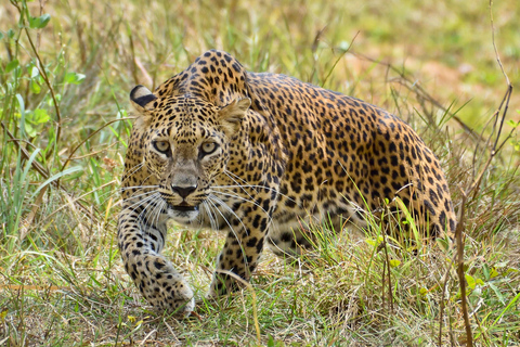 Viaje de 10 días por el Triángulo Cultural de Sri Lanka+alojamiento 5 estrellas