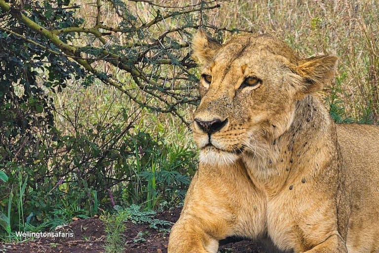 Nairobi National Park Half Day Guided Safaris in 4x4 Vehicle Private Half Day Guided Safaris in 4x4 Open roofed Van