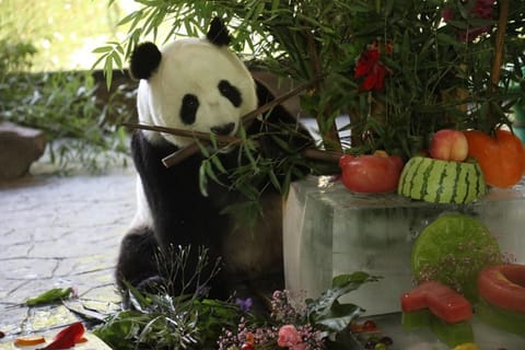 Shanghai: Wildlife Park, Xinchang, and Bund Private Tour