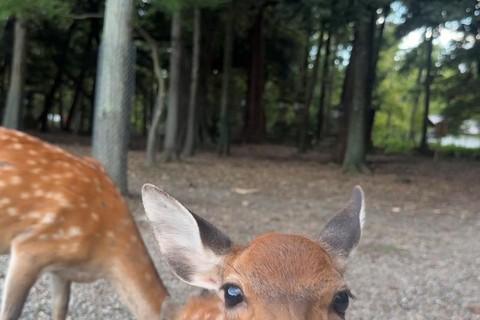 Nara: Jog Through 3 UNESCO World Heritage Sites with Deers Basic Running Plan