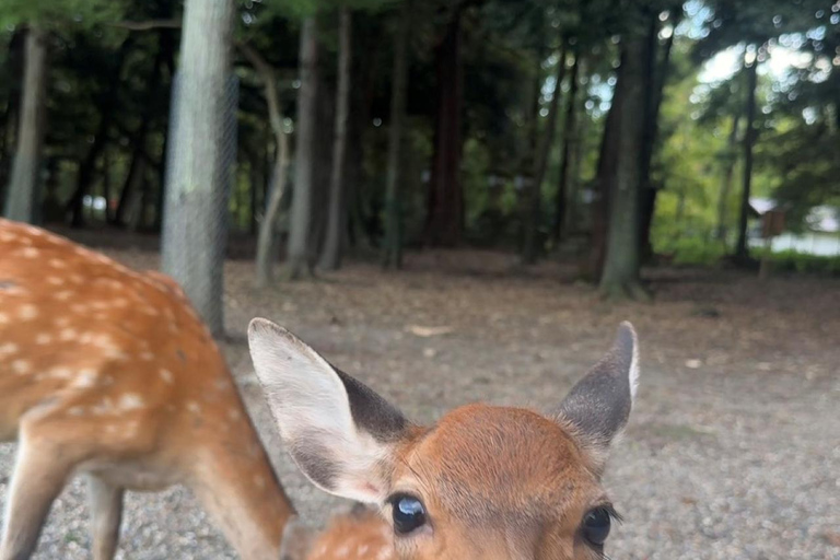 Nara: Jog Through 3 UNESCO World Heritage Sites with Deers Basic Running Plan