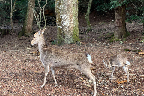 Hiroshima: Tour zum Friedensgedenkpark und zur Insel Miyajima