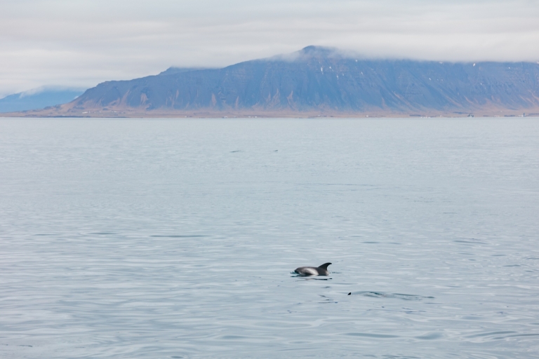 Reykjavík: oglądanie wielorybów z pokładu luksusowego jachtuPodziwianie wielorybów na pokładzie jachtu z miejsca zbiórki