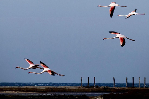 Marsala: Stagnone Lagoon Sailing Tour with Mozia Entry