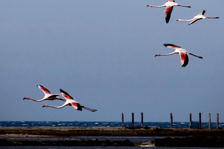 Marsala: Stagnone Lagoon Sailing Tour with Mozia Entry