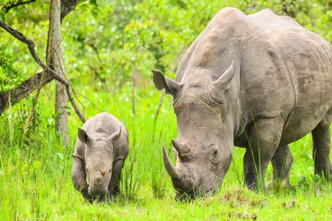 From Kampala: 3-Day Murchison Falls Safari & Chimpanzee Trek