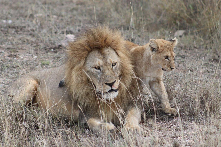 7 giorni di safari nel Parco Nazionale del Serengeti (tour all inclusive)