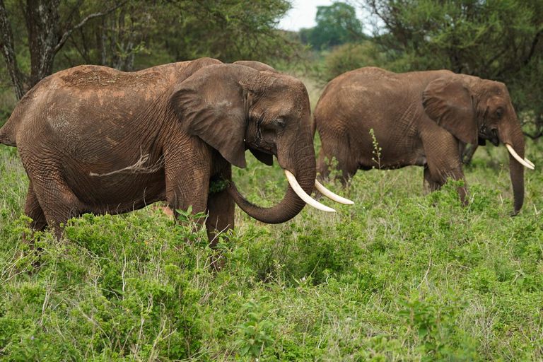 1 Tagestour Lake Manyara National Park