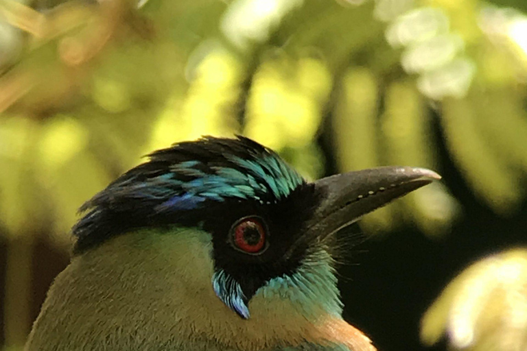 Parque Nacional de Carara: Melhor Tour Parque Nacional de Carara - Um dia