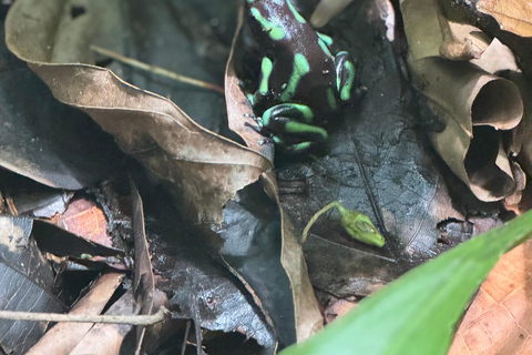 Bijagual Jungle Waterfall Hike & Herradura Beach Adventure