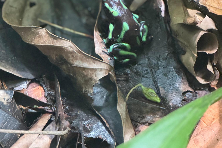Bijagual Jungle Waterfall Hike & Herradura Beach Adventure