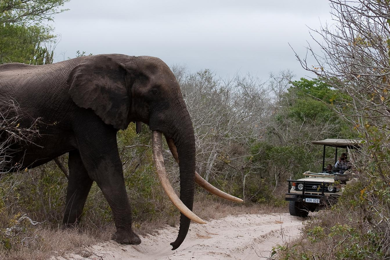 St. Lucia: Isimangaliso Wetland Park and Cape Vidal Safari