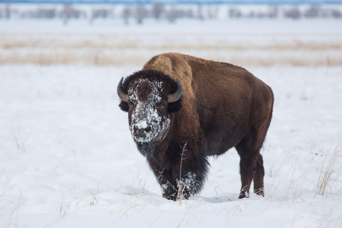 From Jackson Hole: Half-Day Grand Teton Winter Wildlife Tour