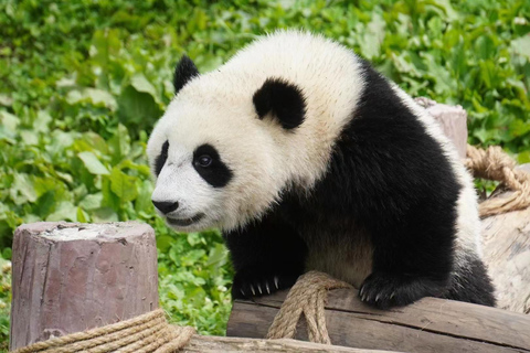 Chengdu: Giant Panda Breeding Research Base Ticket Afternoon Ticket without Transfer