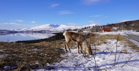 Tromsø: Exclusive Fjord Adventure by Bus
