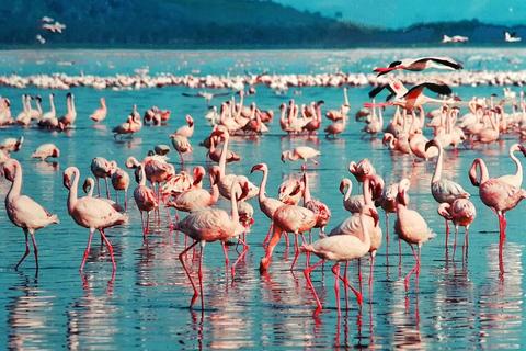 2-Day Lake Nakuru Flamingo Safari & lake Naivasha Boat Ride