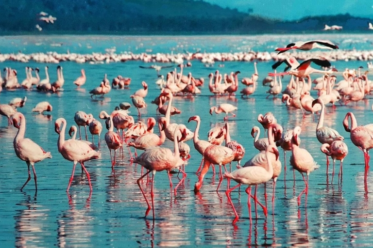 2-Day Lake Nakuru Flamingo Safari & lake Naivasha Boat Ride