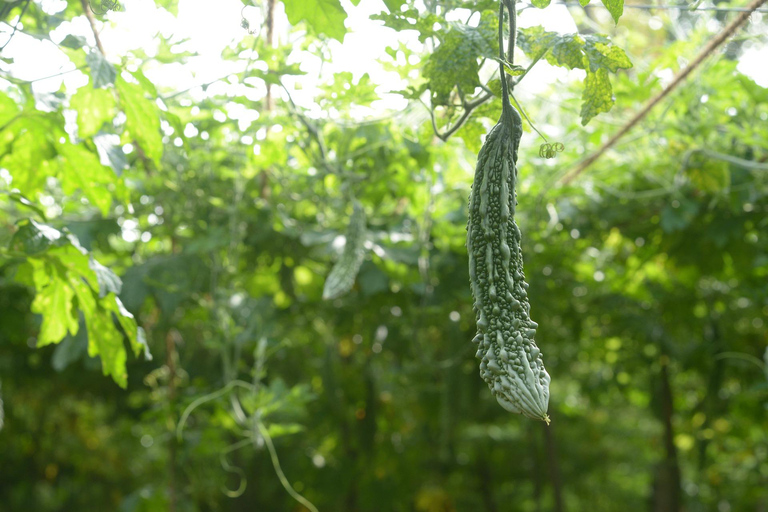 Bentota bytur, flodsafari med Westcoast